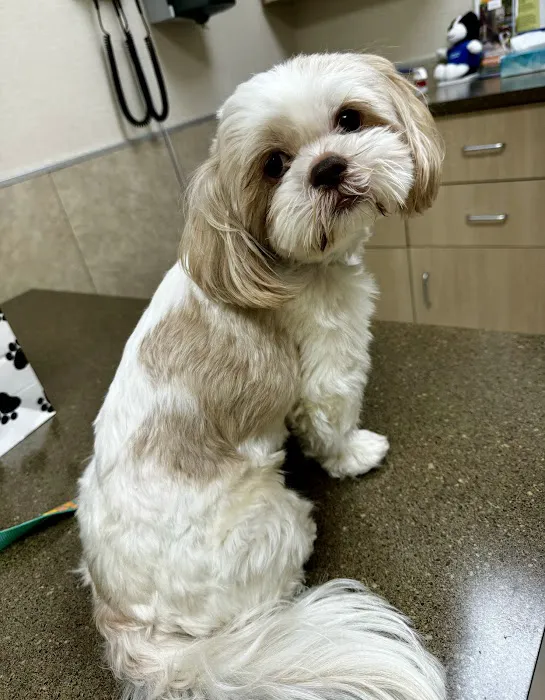 South Rowan Animal Hospital Picture 3