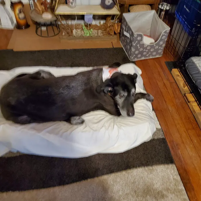 South Rowan Animal Hospital Picture 6