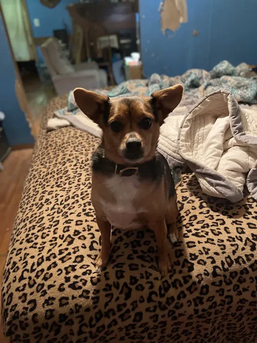 South Rowan Animal Hospital Picture 5