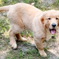 PetVet Vaccination Clinic ico