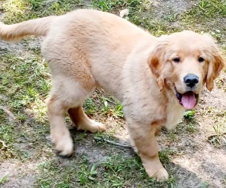 PetVet Vaccination Clinic