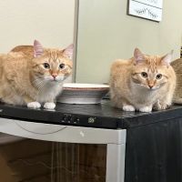 Banner Elk Animal Hospital ico