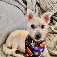 Thomasville Veterinary Hospital ico