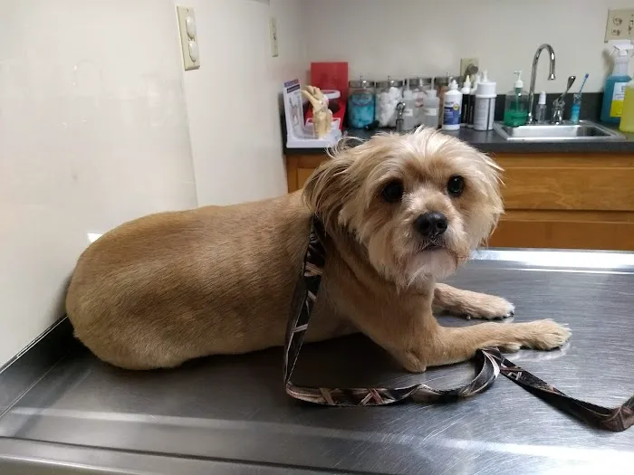 Archdale Animal Clinic Picture 2