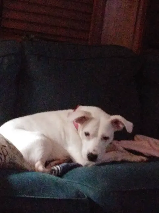 Archdale Animal Clinic Picture 8