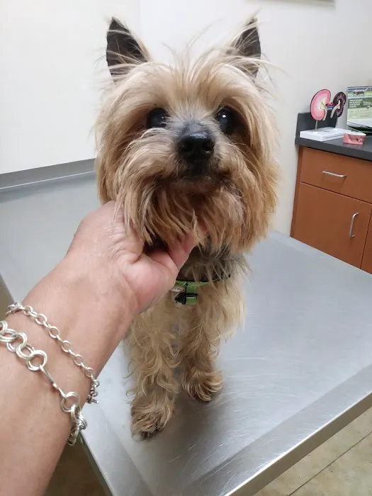 Archdale Animal Clinic Picture 1
