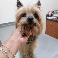 Archdale Animal Clinic ico
