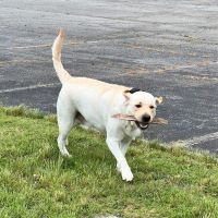 Creekside Veterinary Hospital ico