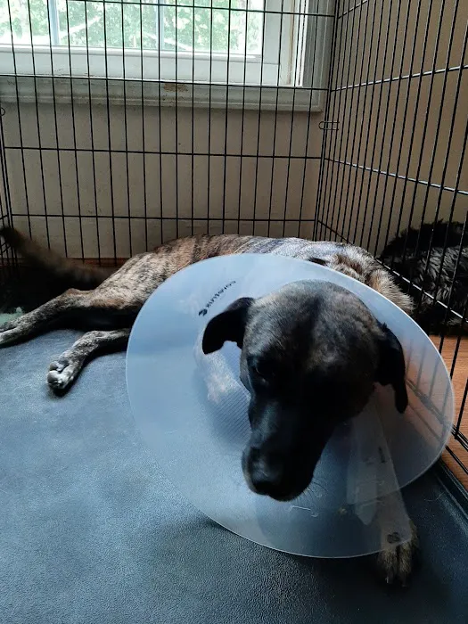 Paws and Claws Affordable Veterinary Clinic Picture 9