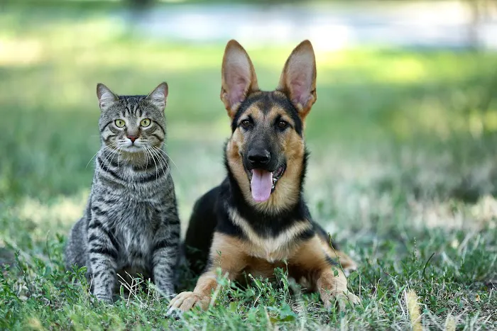 Louisburg Veterinary Hospital Picture 7