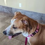 Louisburg Veterinary Hospital