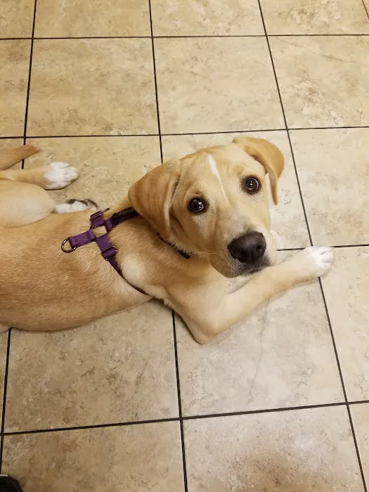 Complete Pet Care Animal Hospital at Heritage Picture 5