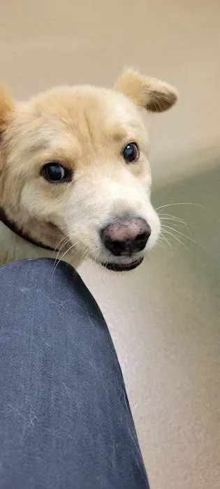 Kittrell Animal Hospital Picture 9