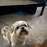 Kittrell Animal Hospital