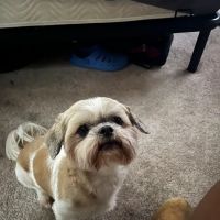 Kittrell Animal Hospital ico