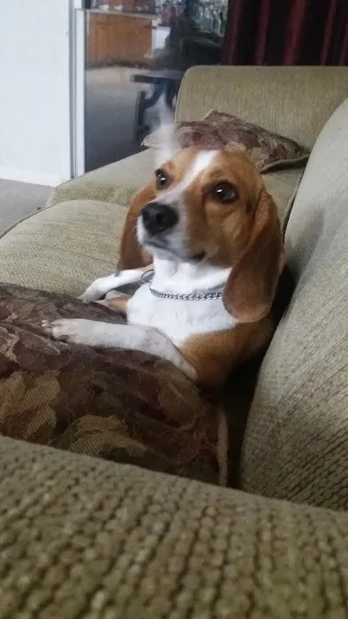 Kittrell Animal Hospital Picture 5