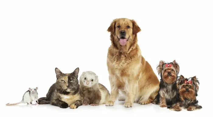 Tuscan Ridge Animal Hospital Picture 6