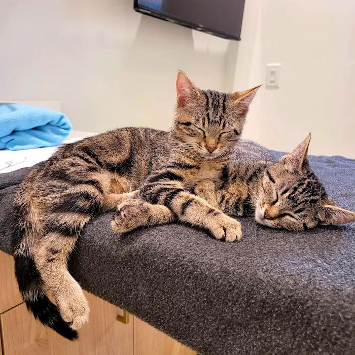 Petfolk Veterinary & Urgent Care - Wake Forest Picture 8