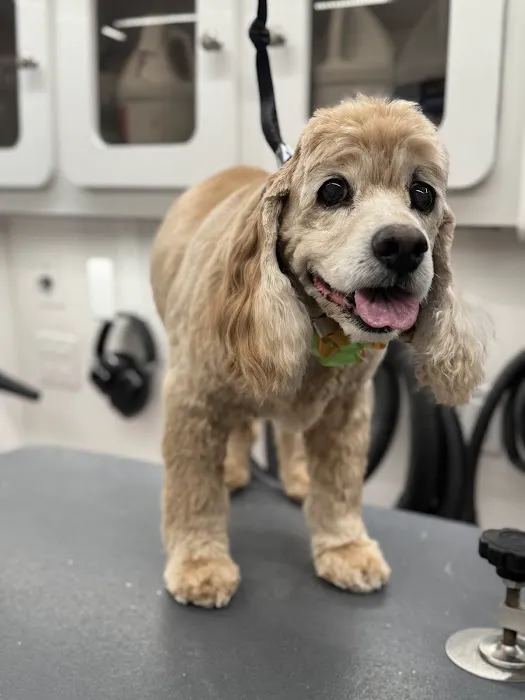 Petfolk Veterinary & Urgent Care - Wake Forest Picture 7