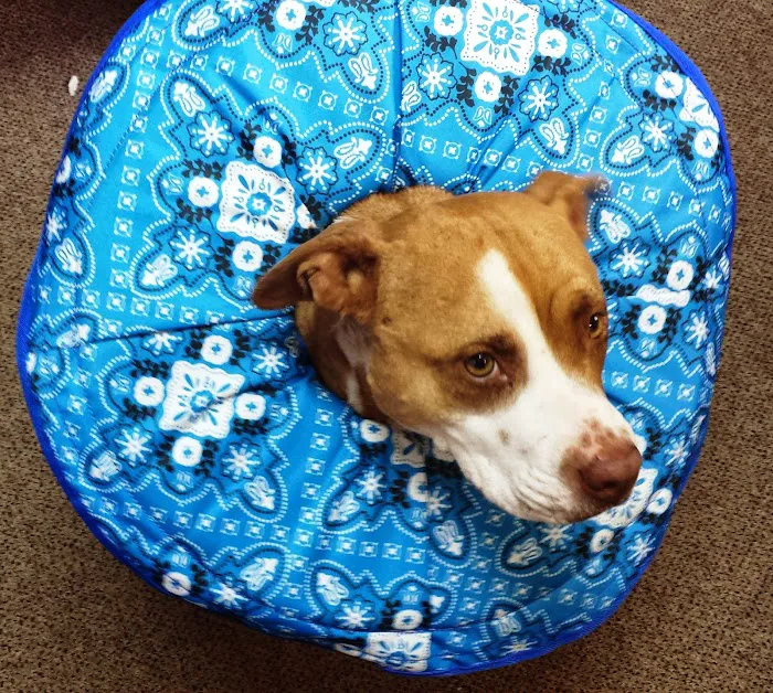 North Wake Animal Hospital Picture 8