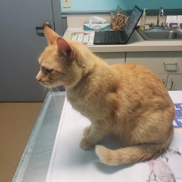 North Wake Animal Hospital Picture 2