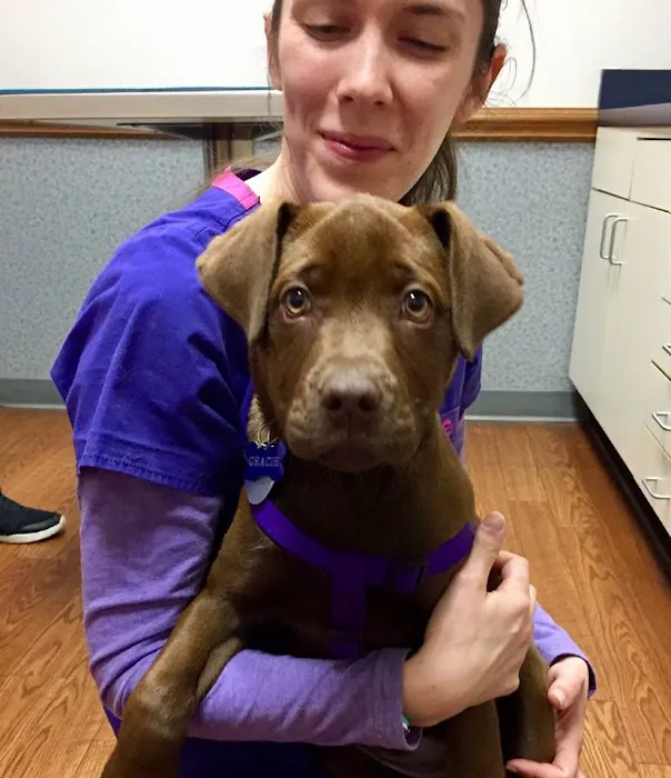 Companion Animal Hospital of Wakefield Picture 9