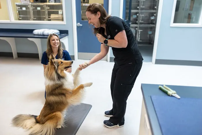 Companion Animal Hospital of Wakefield Picture 6