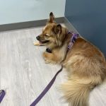 Wakefield Veterinary Hospital
