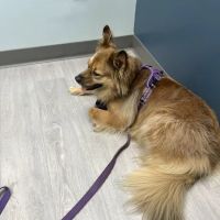 Wakefield Veterinary Hospital ico