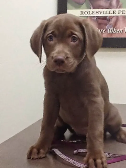 Rolesville Veterinary Hospital Picture 2