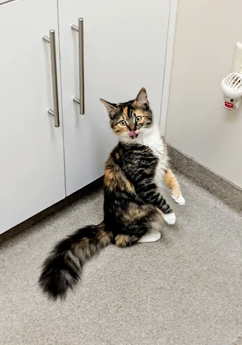 Rolesville Veterinary Hospital Picture 4