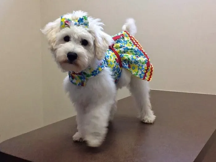 Rolesville Veterinary Hospital Picture 1