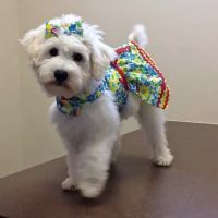 Rolesville Veterinary Hospital ico