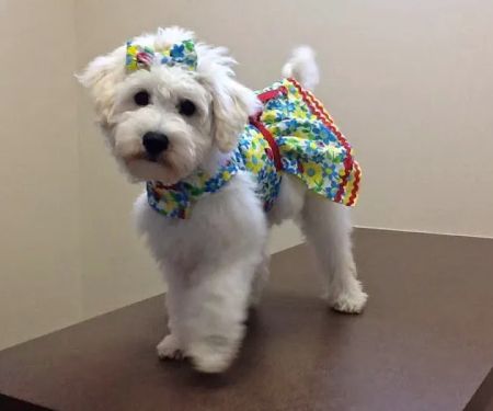 Rolesville Veterinary Hospital