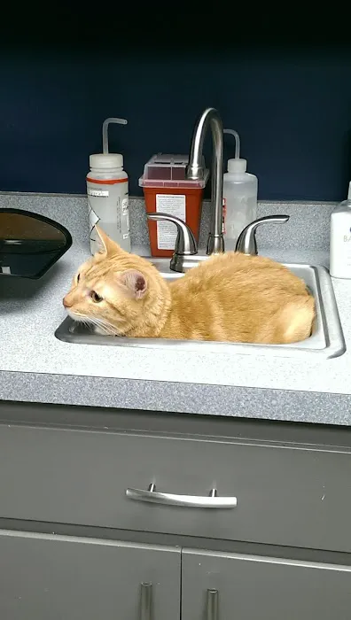 Six Forks Animal Hospital Picture 4