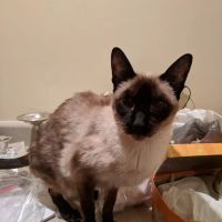 Six Forks Animal Hospital ico