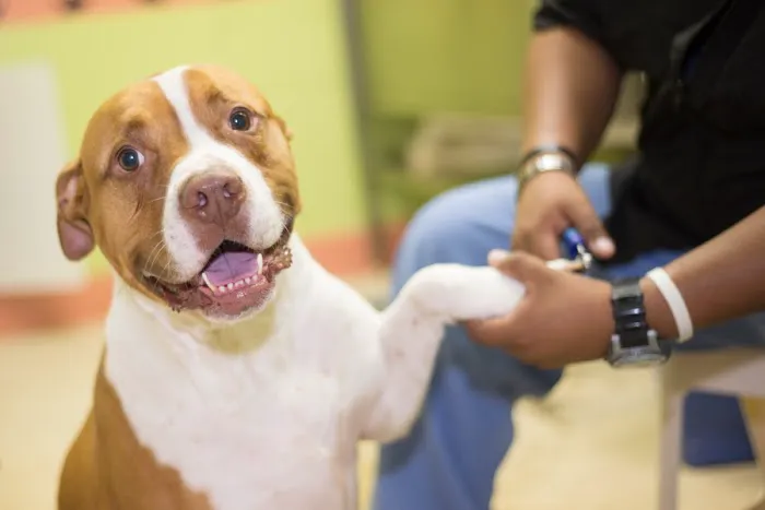 Falls Village Veterinary Hospital Picture 10
