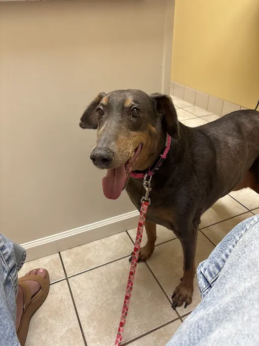 Falls Village Veterinary Hospital Picture 5