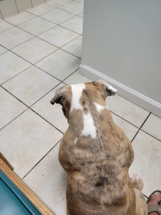 Falls Village Veterinary Hospital Picture 2