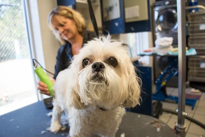 Complete Pet Care Animal Hospital at Falls Pointe Picture 6