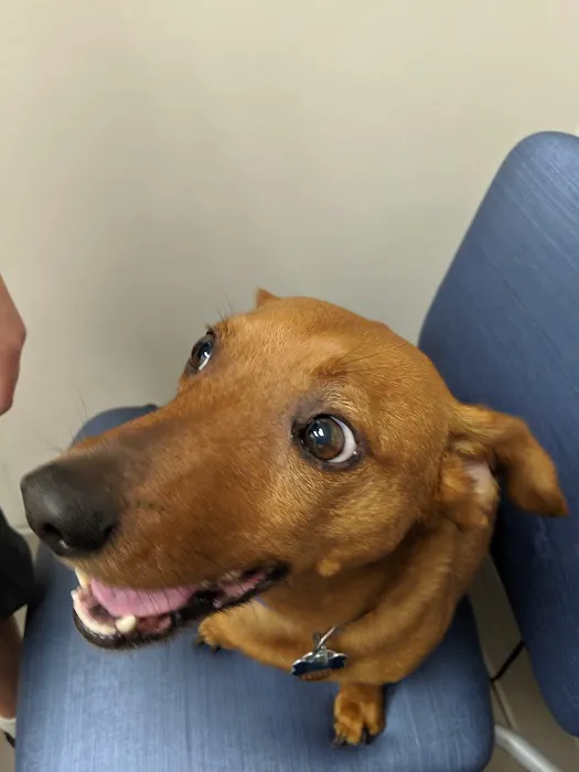 Complete Pet Care Animal Hospital at Falls Pointe Picture 8