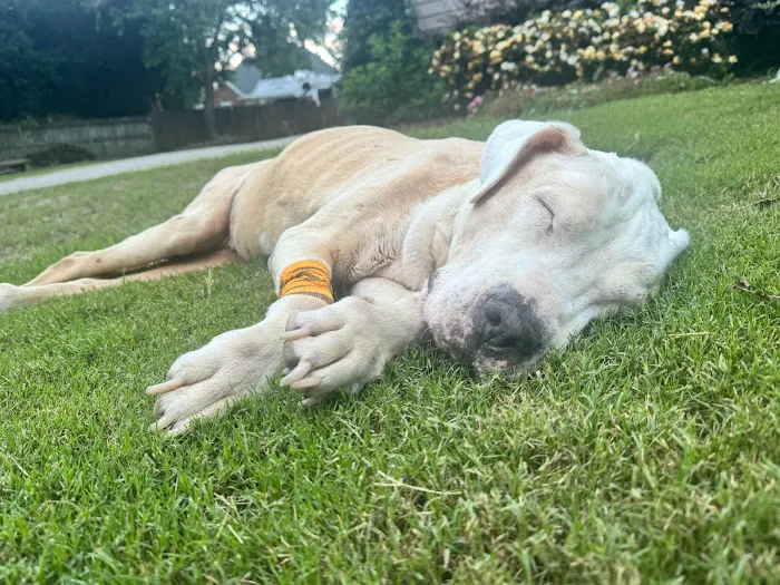 Twilight Meadows Mobile Vet - In Home Euthanasia Services Picture 7
