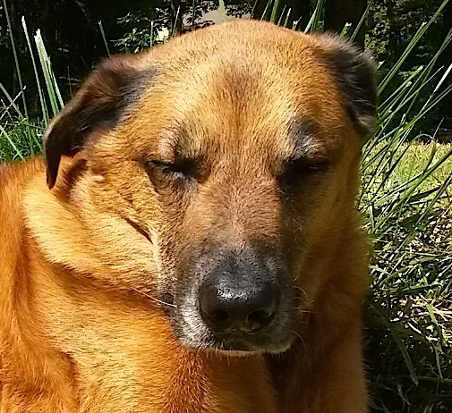 Twilight Meadows Mobile Vet - In Home Euthanasia Services Picture 1