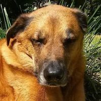 Twilight Meadows Mobile Vet - In Home Euthanasia Services ico