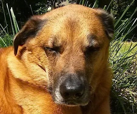 Twilight Meadows Mobile Vet - In Home Euthanasia Services