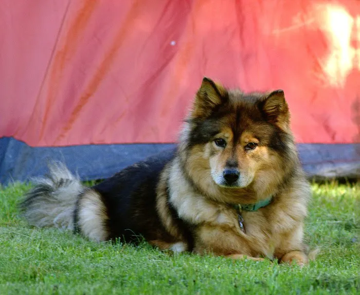 Twilight Meadows Mobile Vet - In Home Euthanasia Services Picture 9