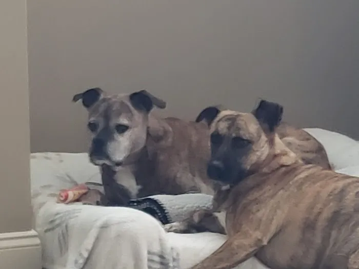 Twilight Meadows Mobile Vet - In Home Euthanasia Services Picture 8