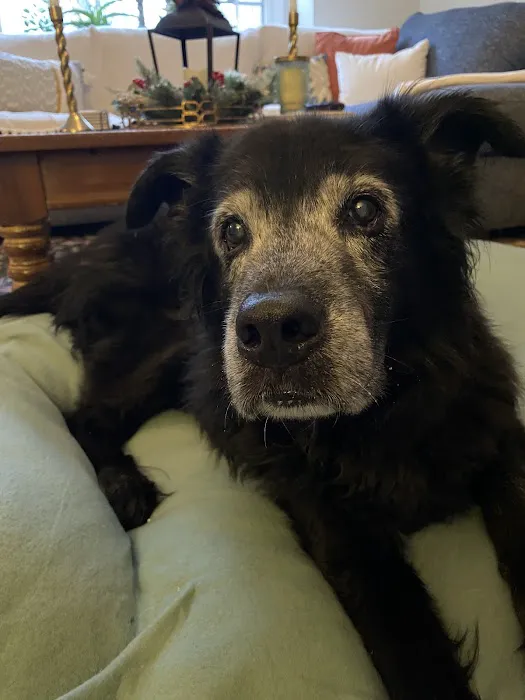 Twilight Meadows Mobile Vet - In Home Euthanasia Services Picture 4