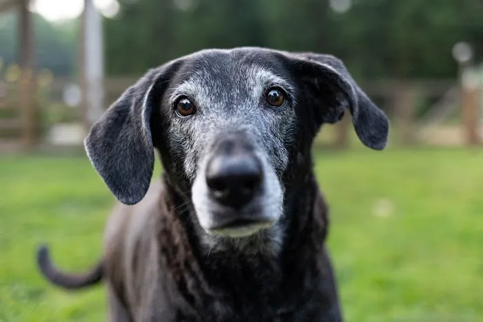 Twilight Meadows Mobile Vet - In Home Euthanasia Services Picture 3
