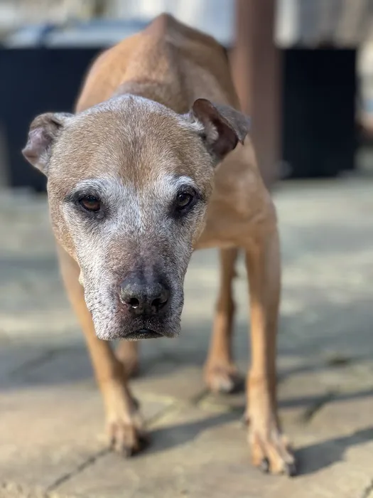 Twilight Meadows Mobile Vet - In Home Euthanasia Services Picture 2